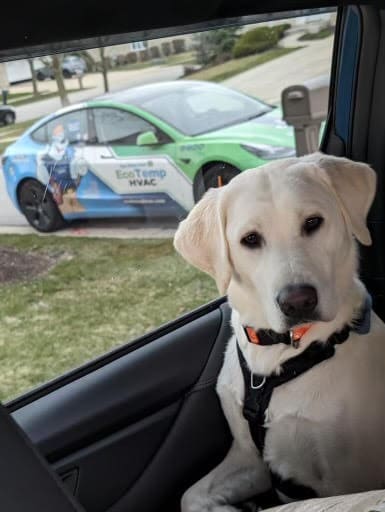 A dog in a car with a Eco Temp HVAC Tesla in the background.